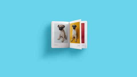 10 Ideas for a Pet Photo Album